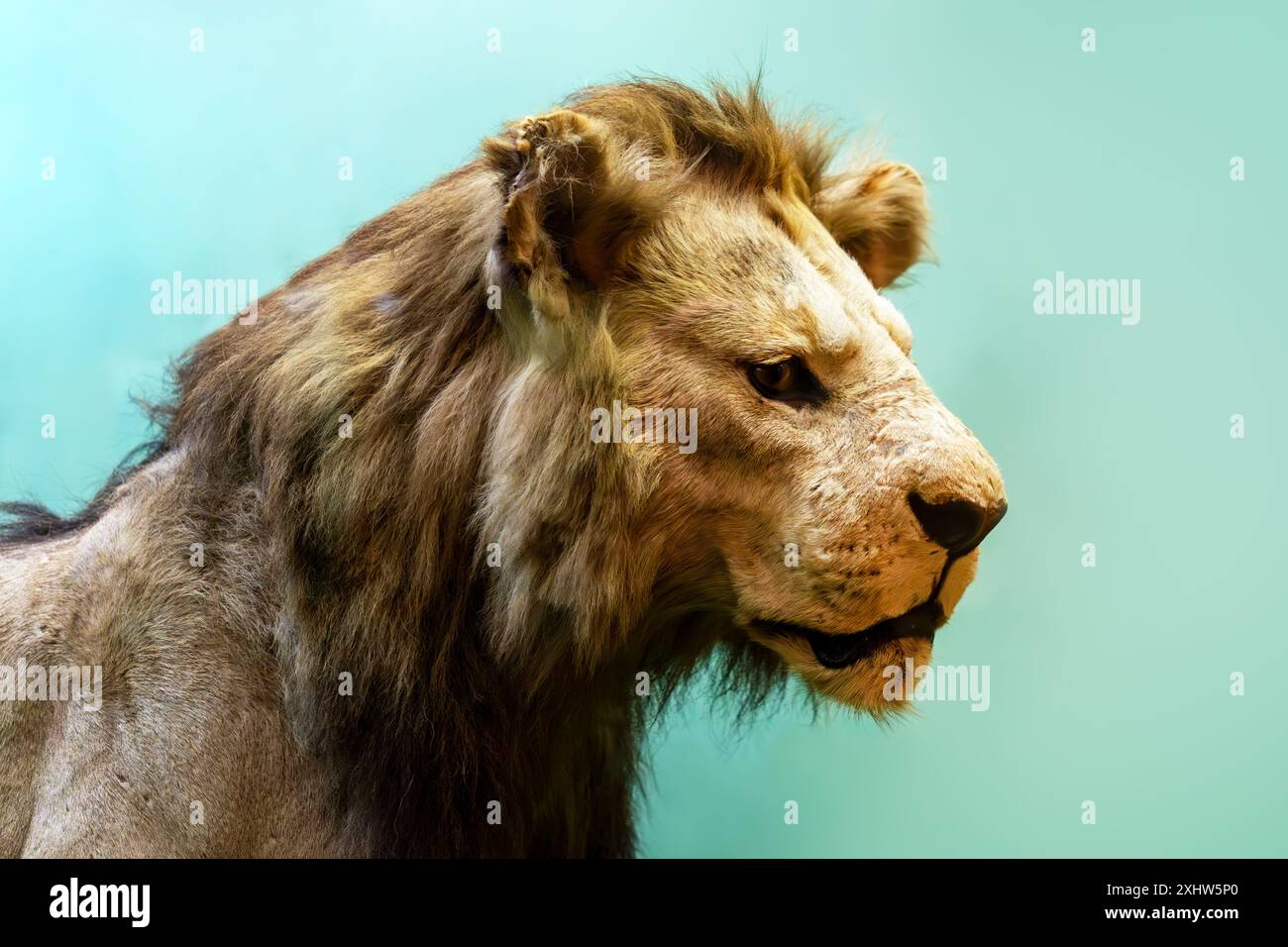 une grosse tête de lion avec une longue crinière sur fond vert. Banque D'Images