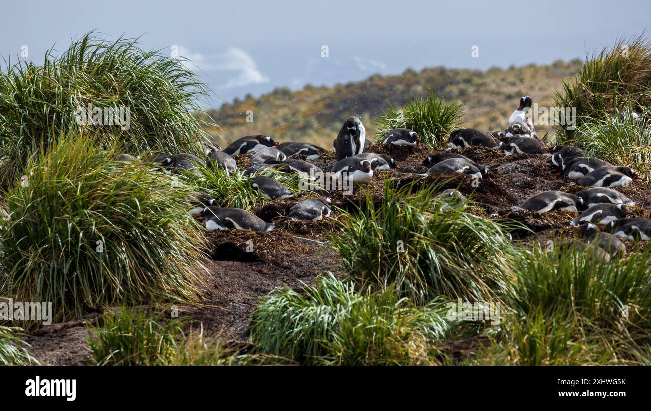 Gentoo Penguins, Godthul, île de Géorgie du Sud, lundi 27 novembre, 2023. photo : David Rowland / One-Image.com Banque D'Images