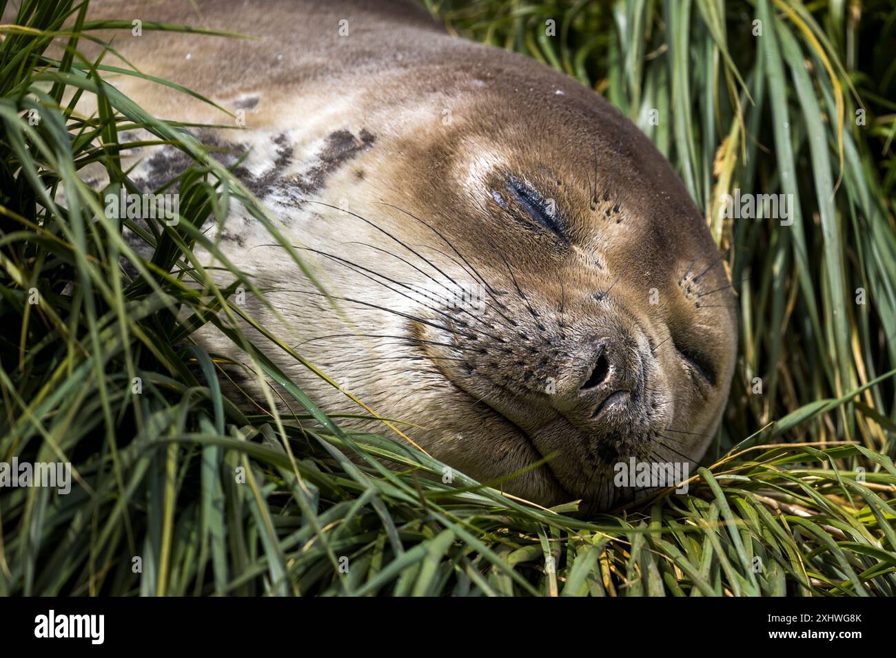 Weddell SEAL, Godthul, île de Géorgie du Sud, lundi 27 novembre, 2023. photo : David Rowland / One-Image.com Banque D'Images