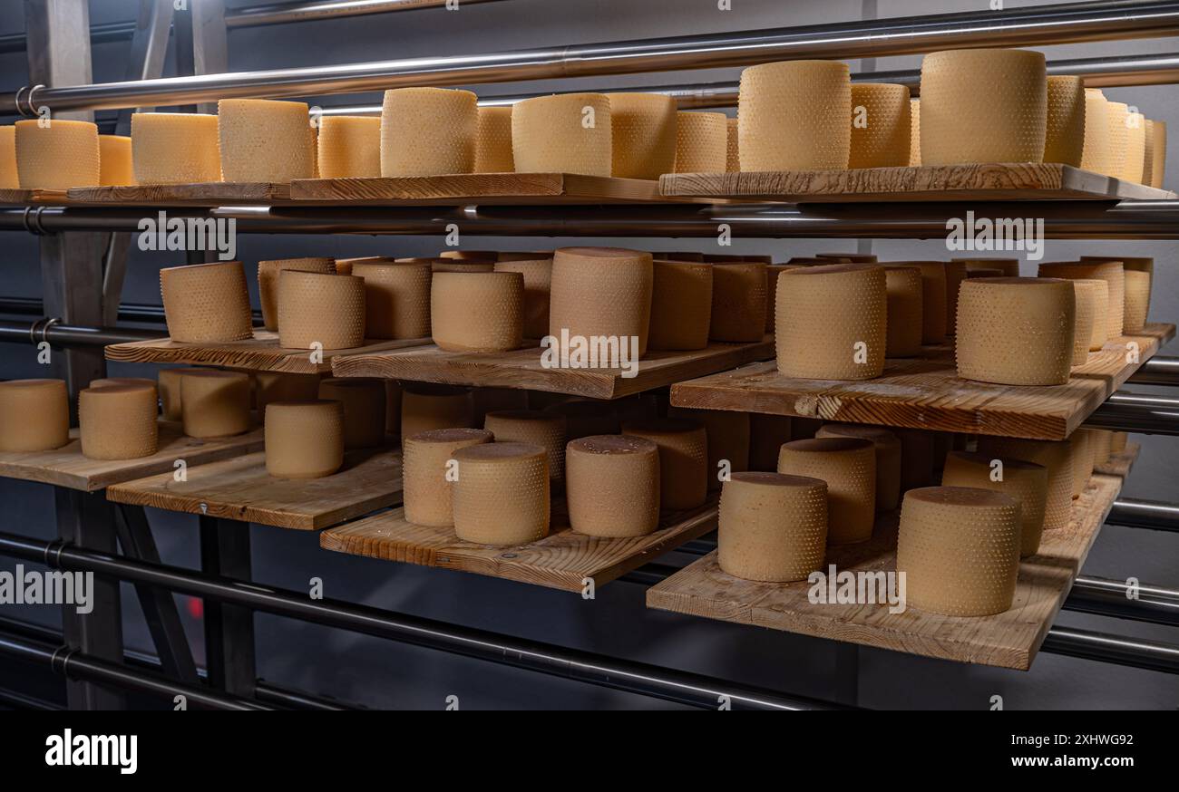 Beaucoup de roues de vieillissement de fromage sur des étagères en bois dans un entrepôt de fromagerie Banque D'Images