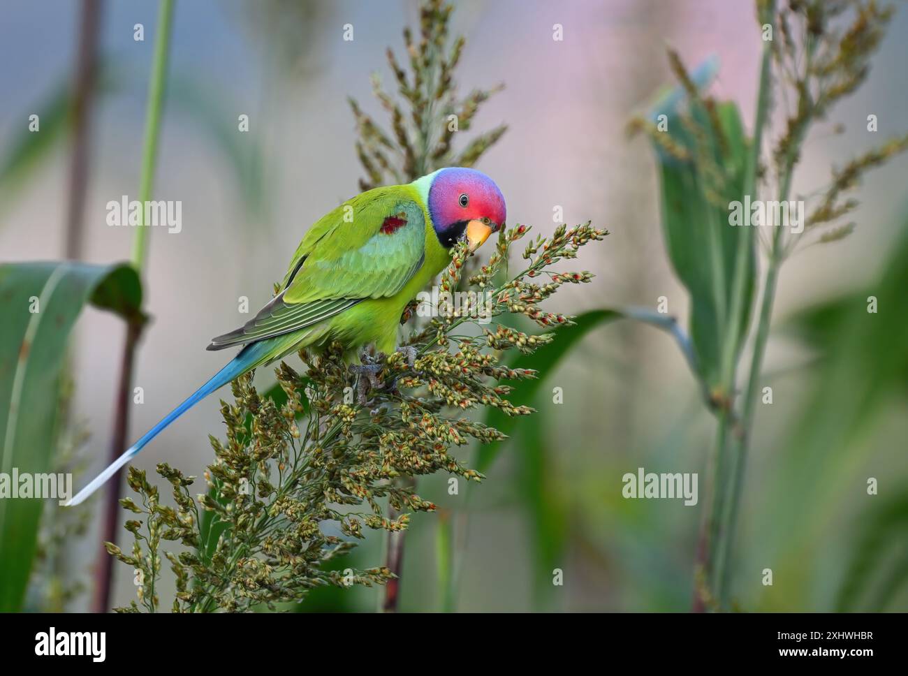 Perruche à tête de prune - Un bel oiseau de la famille perruche de l'Inde. Banque D'Images