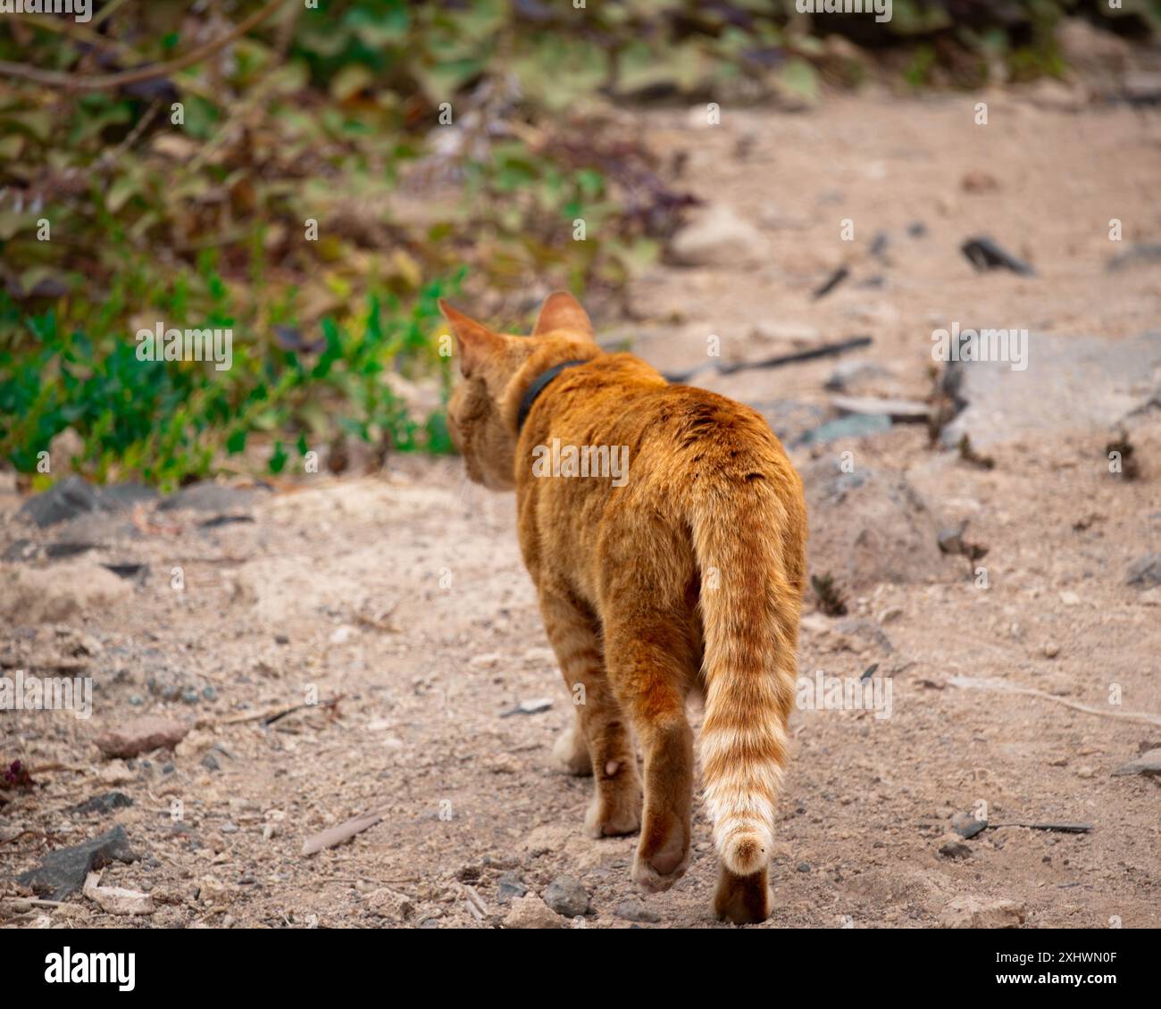 Chat Banque D'Images