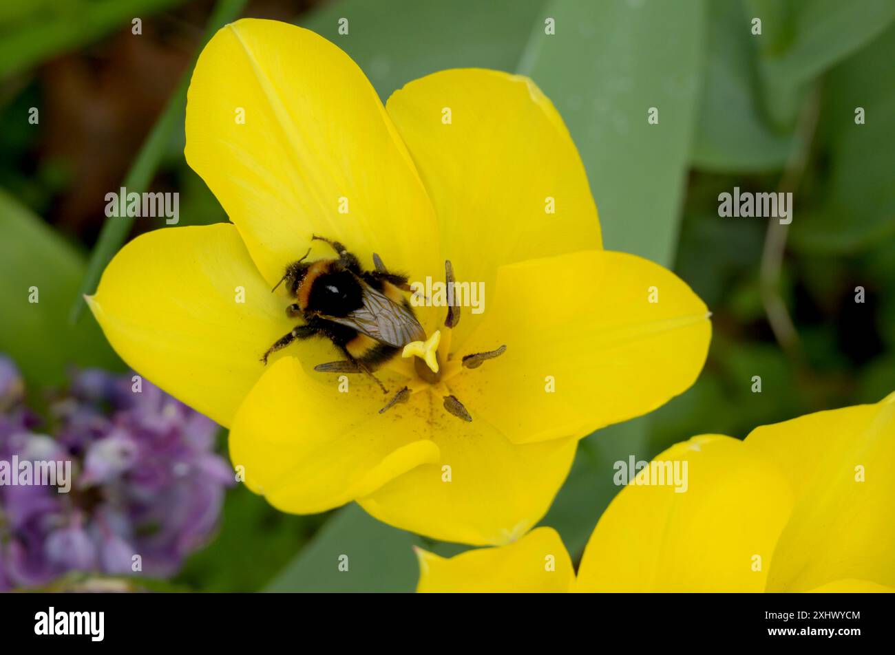 Abeille pollinisatrice sur une tulipe jaune Banque D'Images