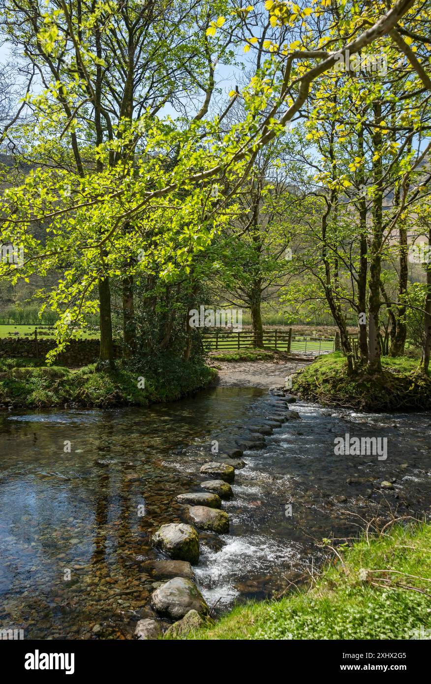 Tremplins à travers la rivière Derwent au printemps Rosthwaite Borrowdale Valley Lake District National Park Cumbria Angleterre Royaume-Uni GB Great BRI Banque D'Images