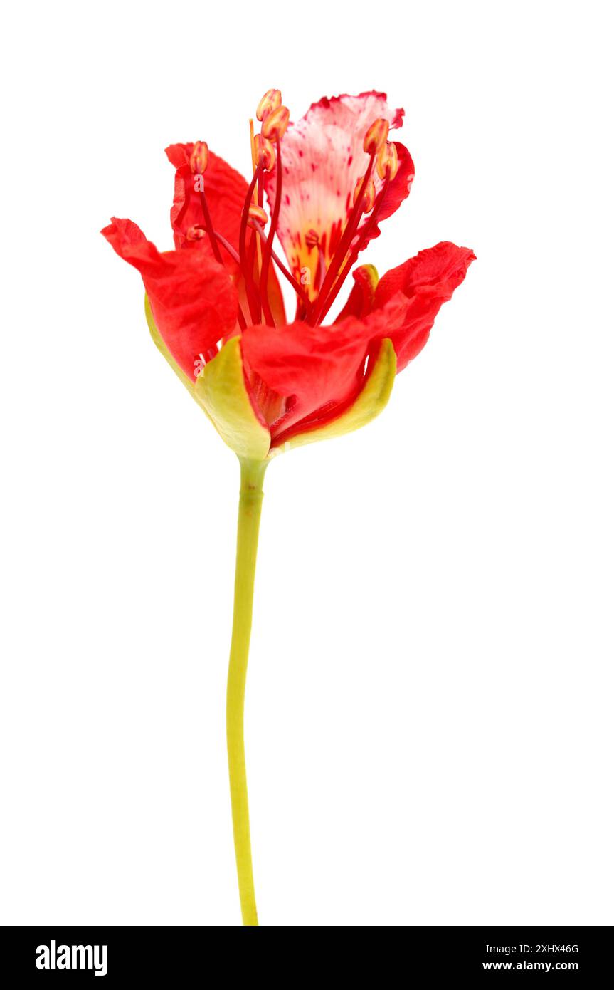 Fleurs d'ouverture de Delonix regia ou flamboyant, isolé sur fond blanc Banque D'Images