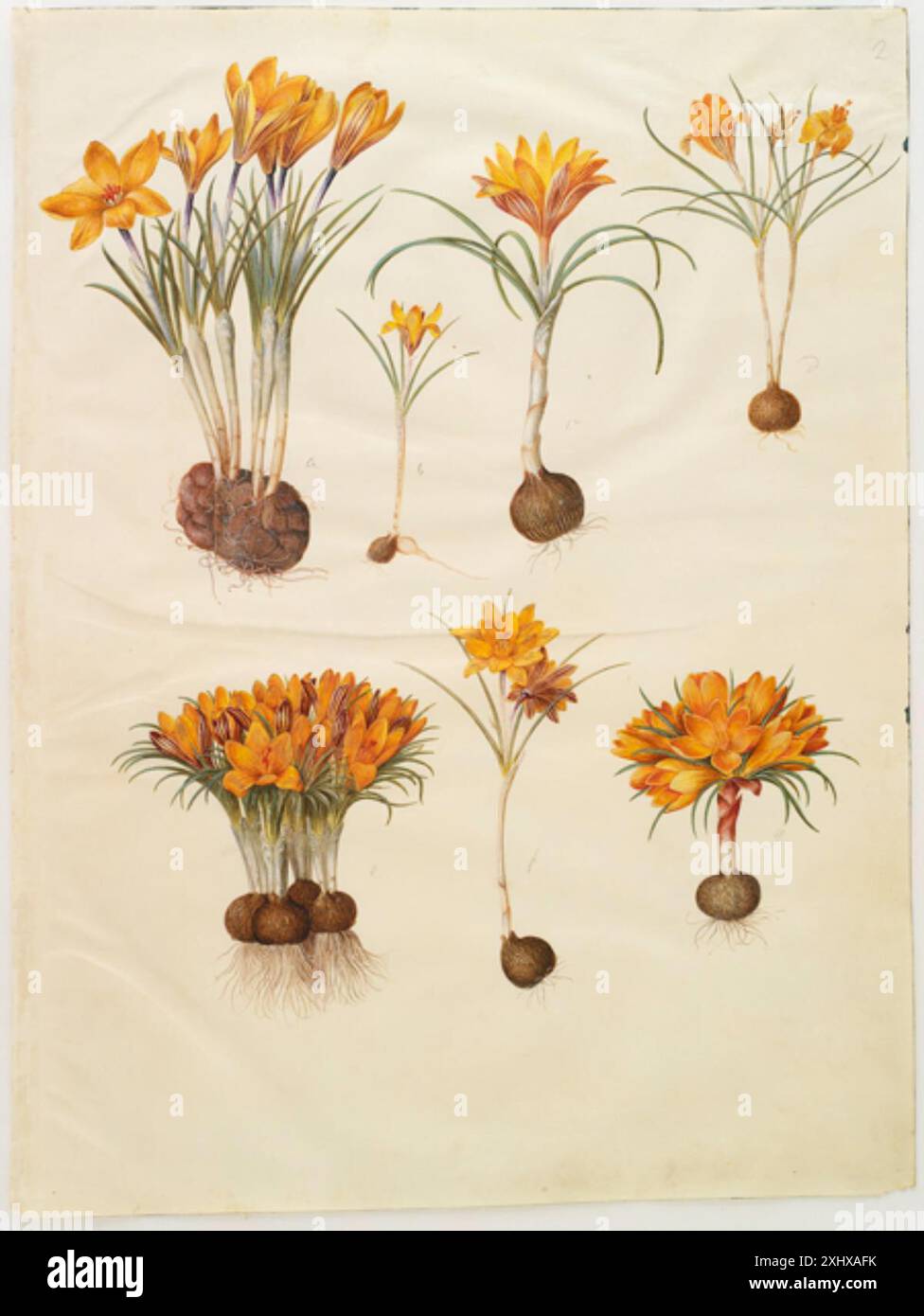 Gouache de Holtzbecker et Merian représentant Crocus angustifolius, représentant des pétales, des feuilles étroites et la structure florale avec précision botanique, XVIIe siècle. Banque D'Images