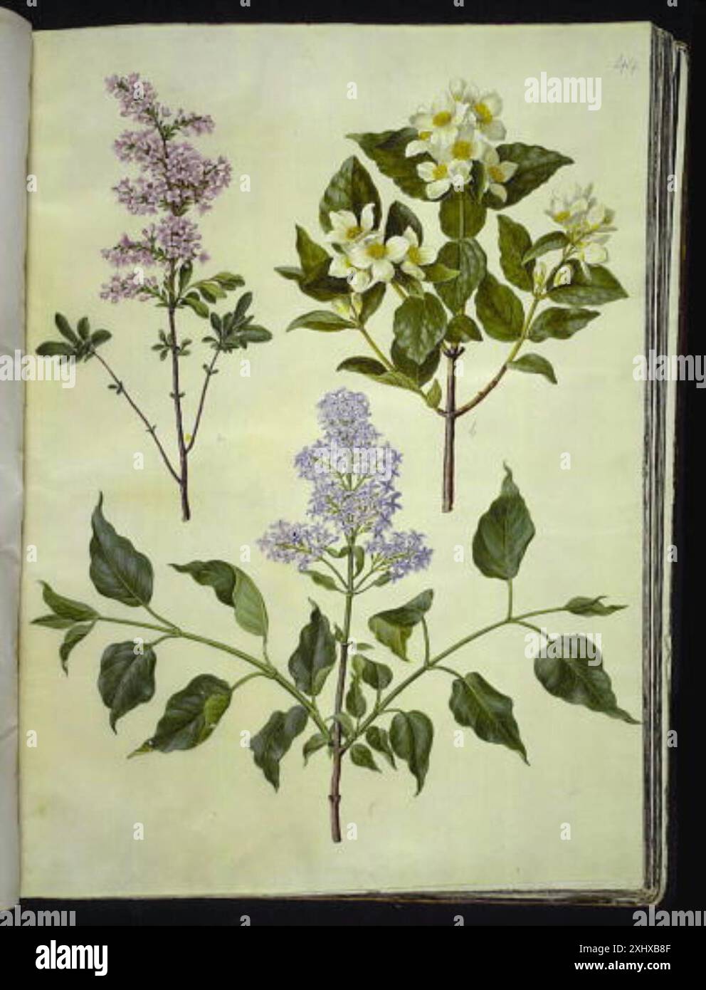 Illustration à la gouache de Syringa × persica (lilas persan), Philadelphus coronarius (faux orange parfumé) et Syringa vulgaris (lilas commun) par Hans Simon Holtzbecker et Maria Sibylla Merian d'une collection botanique du XVIIe siècle. Banque D'Images