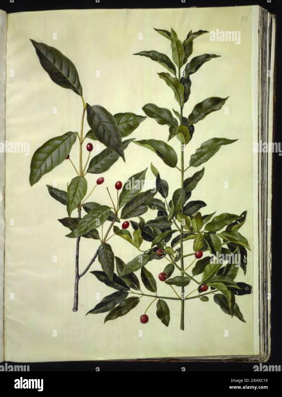 Euonymus Latifolius (Broadladet Benved) ; Euonymus europeus (Plain Legved) Holtzbecker, Hans Simon 1610 - 1671, Merian, Maria Sibylla 1647 - 1717 Gouache, dessin Bemærkninger over en Samling af Blomstertegninger i den kongelige Kobberstiksamling, J.F. Schow, 6566, 1849 Euonymus latifolius (bredbladet benved), Euonymus europaeus (almindelig benved) Banque D'Images