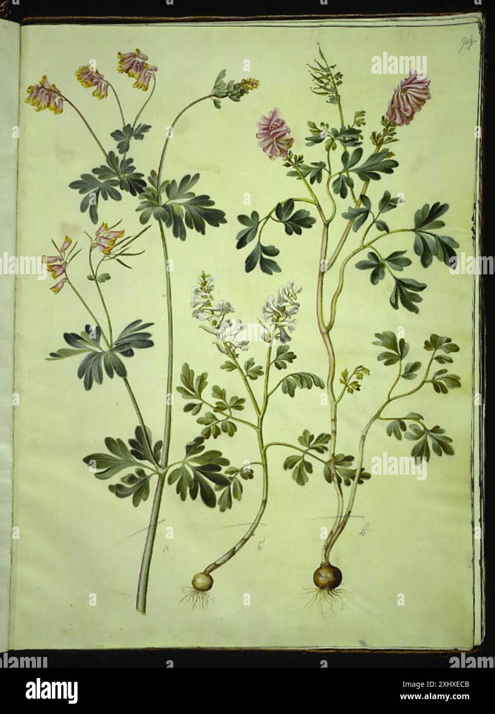Dessin à la gouache de Holtzbecker et Merian montrant Capnoides sempervirens (Harlequin fumewort) et Corydalis solida (larkspur à longue tige), mettant en évidence leurs fleurs, tiges et feuilles. Banque D'Images