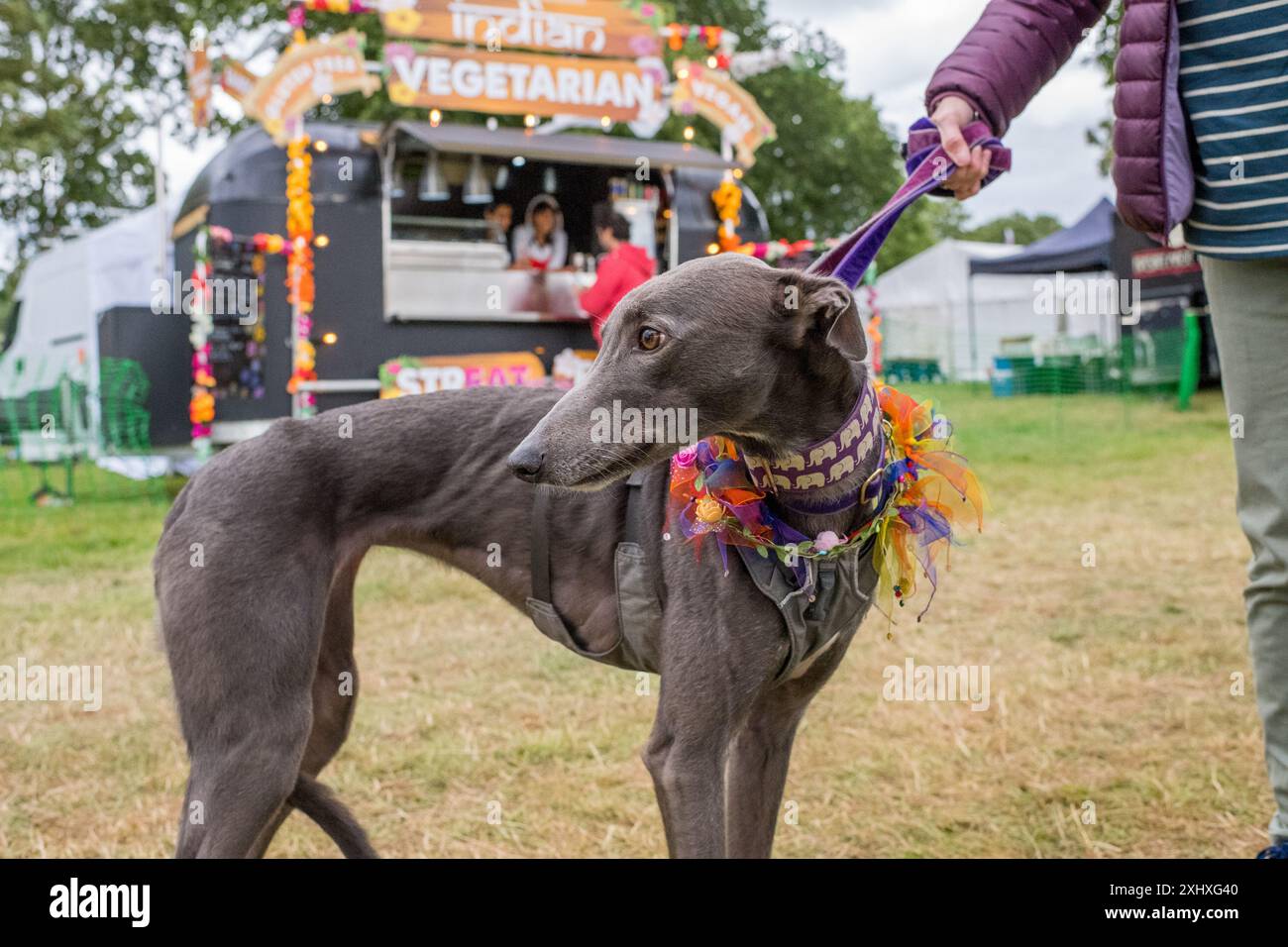 PET Whippet, lévrier avec collier décoratif lors d'un festival de musique. Banque D'Images