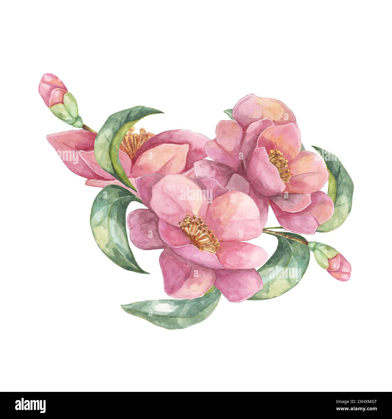 Trois camélias fleurissent avec des feuilles vertes luxuriantes. Clipart aquarelle avec pétales roses vibrants, composition tsubaki pour art mural ou étuis de téléphone, emballage d'huile capillaire, cosmétiques, design de vêtements. Banque D'Images