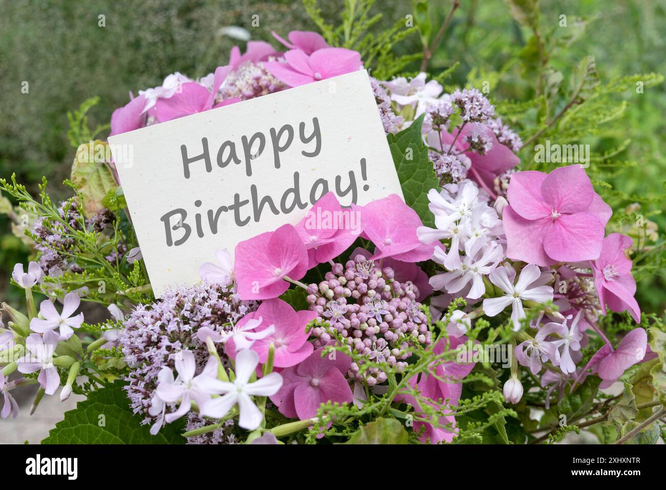 Carte de voeux avec hortensias roses, soapwort, origan et texte : joyeux anniversaire Banque D'Images