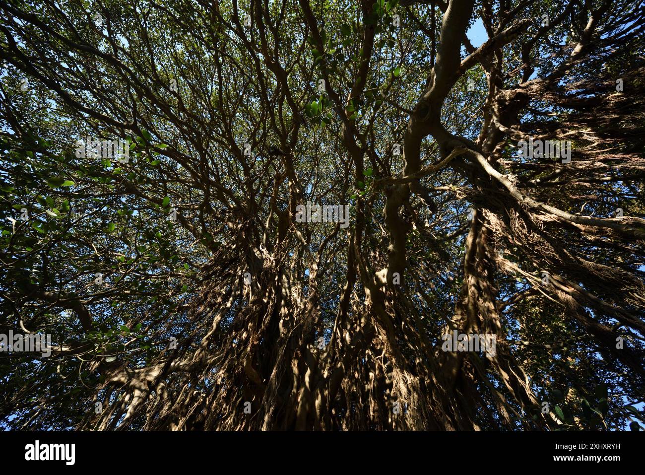 Vue sur la canopée d'un figuier de Port Jackson vieux de 150 ans à travers ses racines aériennes et ses branches dans Queens Park, Sydney, Australie Banque D'Images