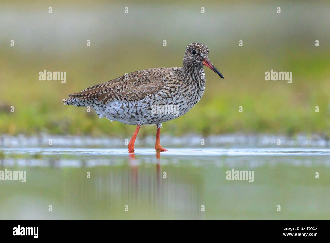 Chevalet commun tringa totanus échassier se nourrissant dans l'eau par une journée ensoleillée ces échassiers eurasiens sont des reproducteurs communs dans les prairies agraires de Banque D'Images