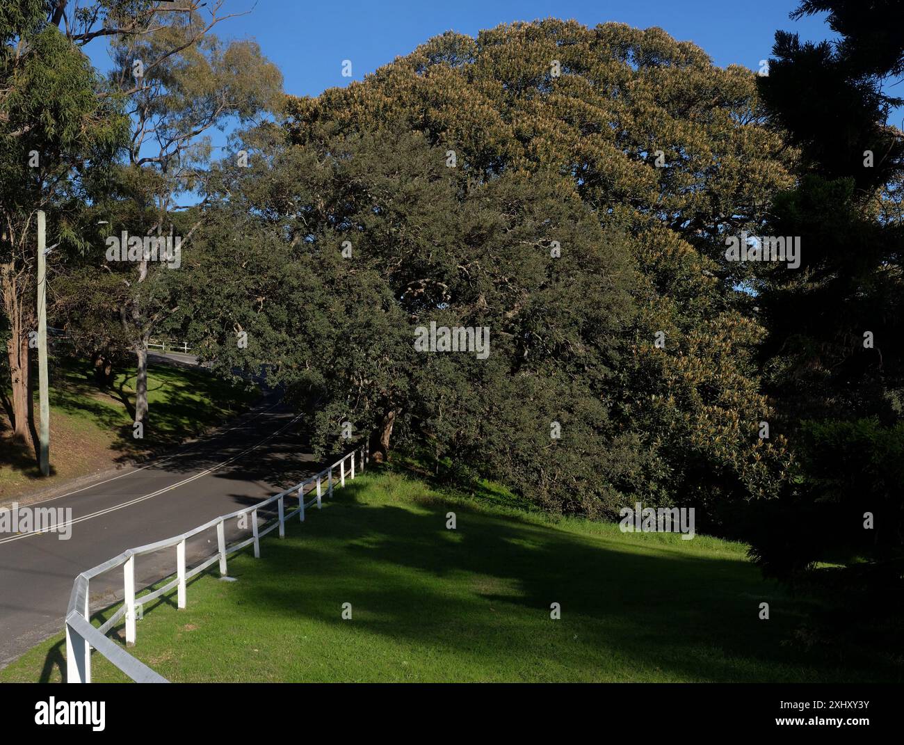 Poteau de clôture en bois blanc et barrière ferroviaire sur la route et vieux arbres, y compris une grande figue de Port Jackson dans Queens Park, Centennial Parklands, Sydney Banque D'Images