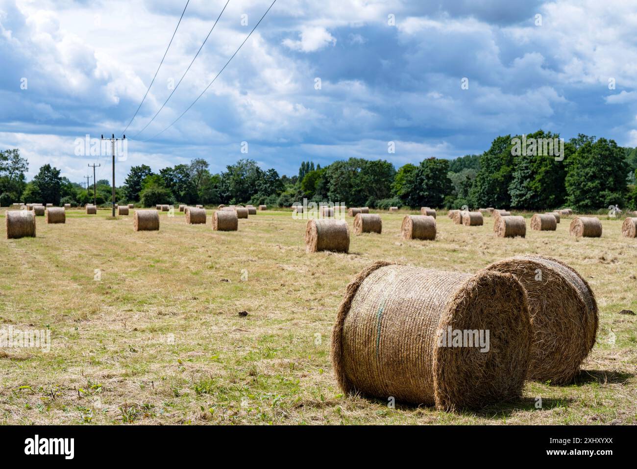 Balles de foin rondes Ufford Suffolk Angleterre Banque D'Images