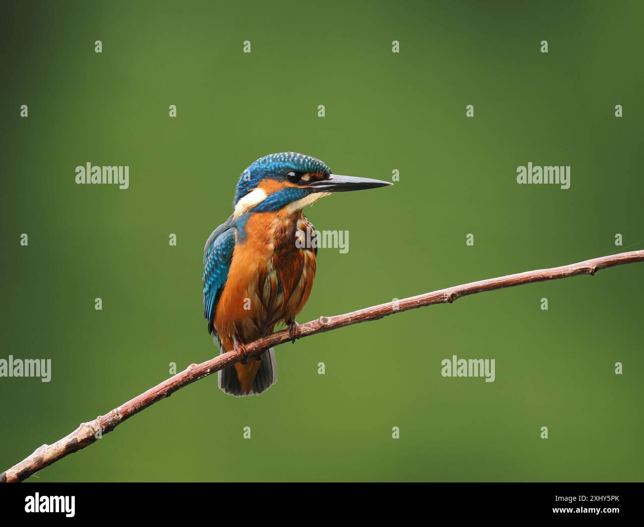 Cette année juvénile, apprenant rapidement les cordes de la pêche, et évitant les prédateurs. Banque D'Images