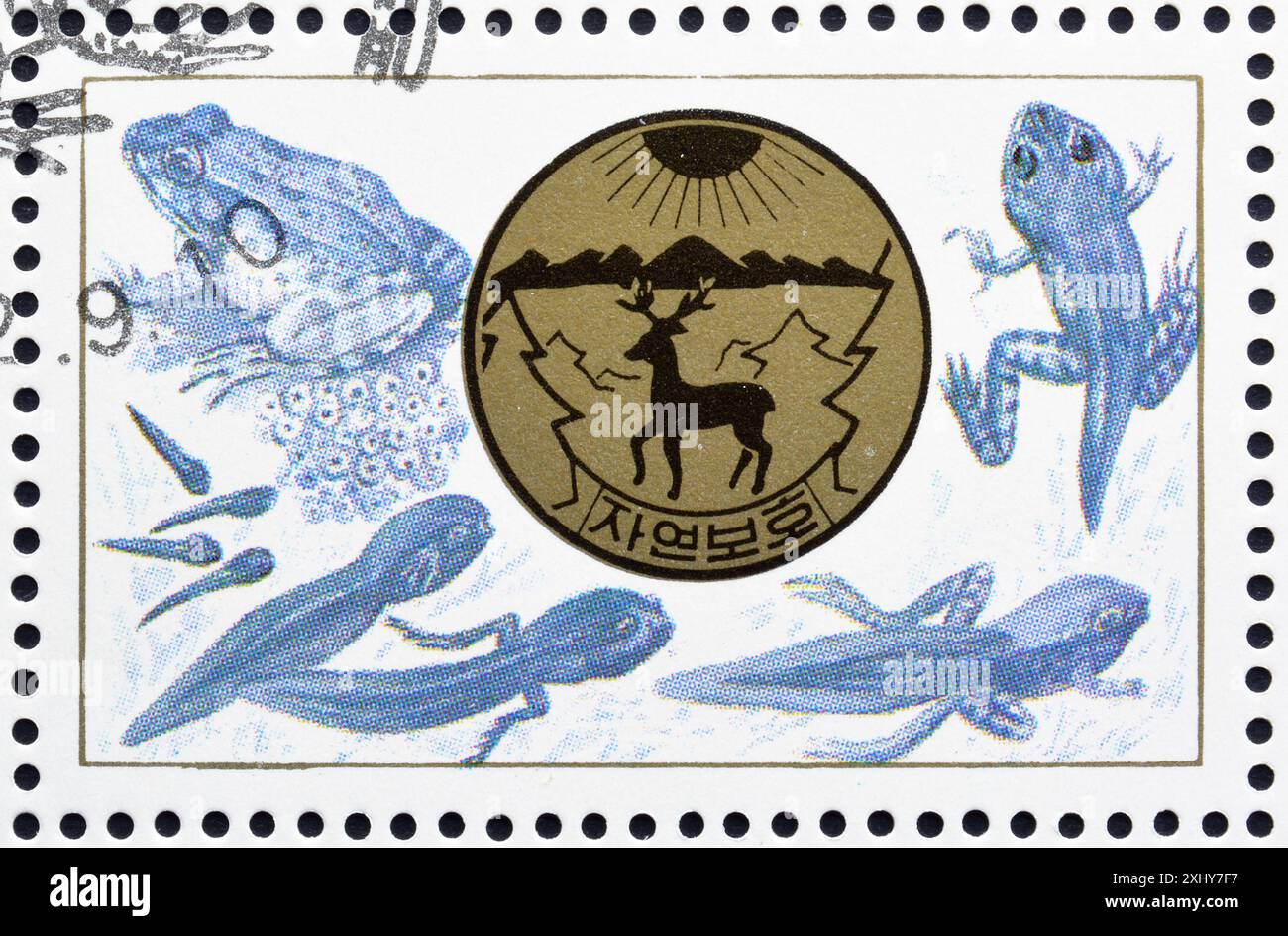 Timbre-poste annulé imprimé par la Corée du Nord, montrant Frogs and Toads, vers 1992. Banque D'Images