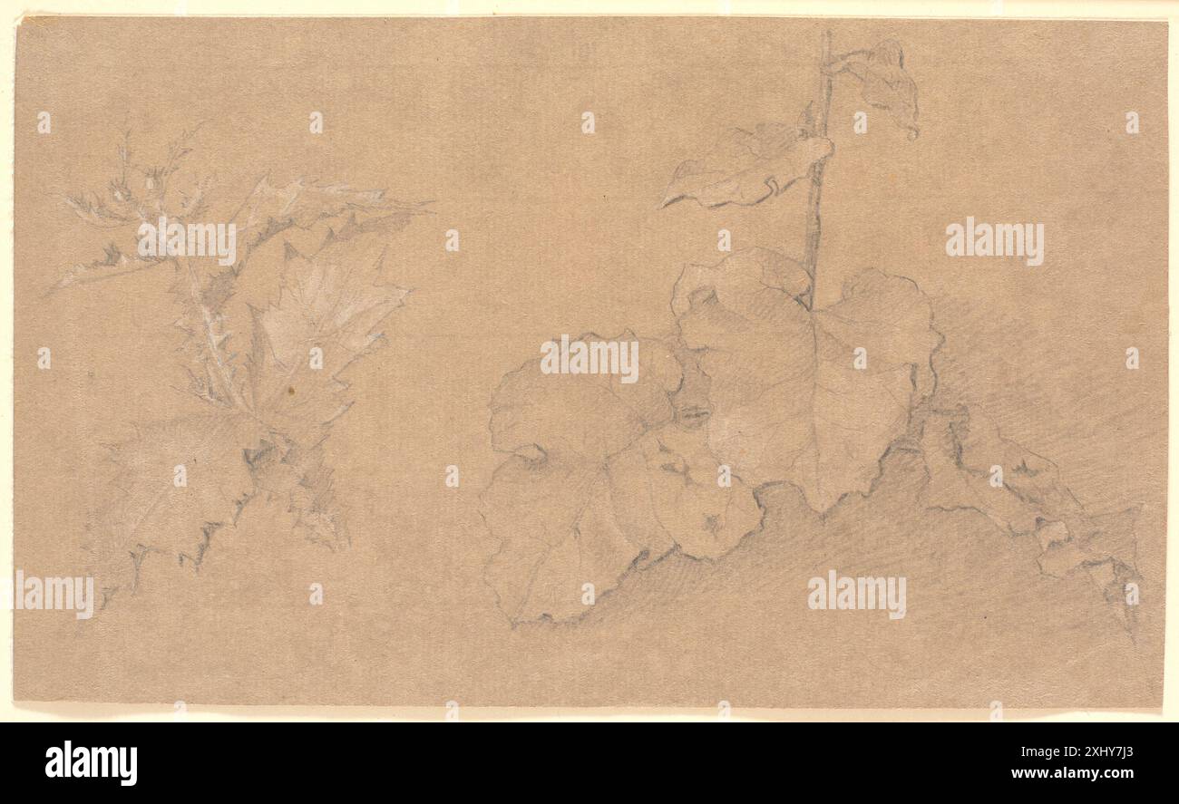 Études végétales Købke, Christen 1810 - 1848 dessin Plantestudier Banque D'Images