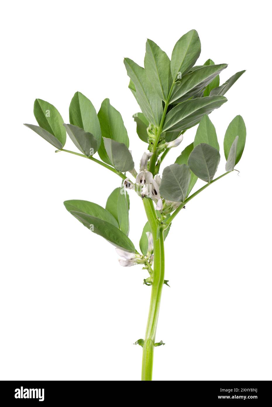 Buisson vert de fèves de fava avec des fleurs, isolé sur fond blanc. Fèves Banque D'Images