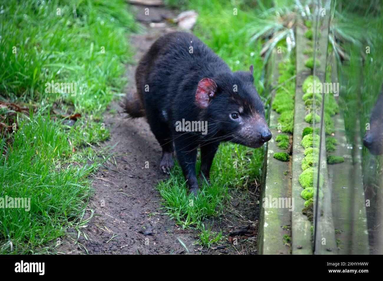 Un diable de Tasmanie dans son enclos au Tasmanian Devil UNzoo (Union internationale pour la conservation de la nature) sur l'Arthur Hwy, entre Hobart Banque D'Images