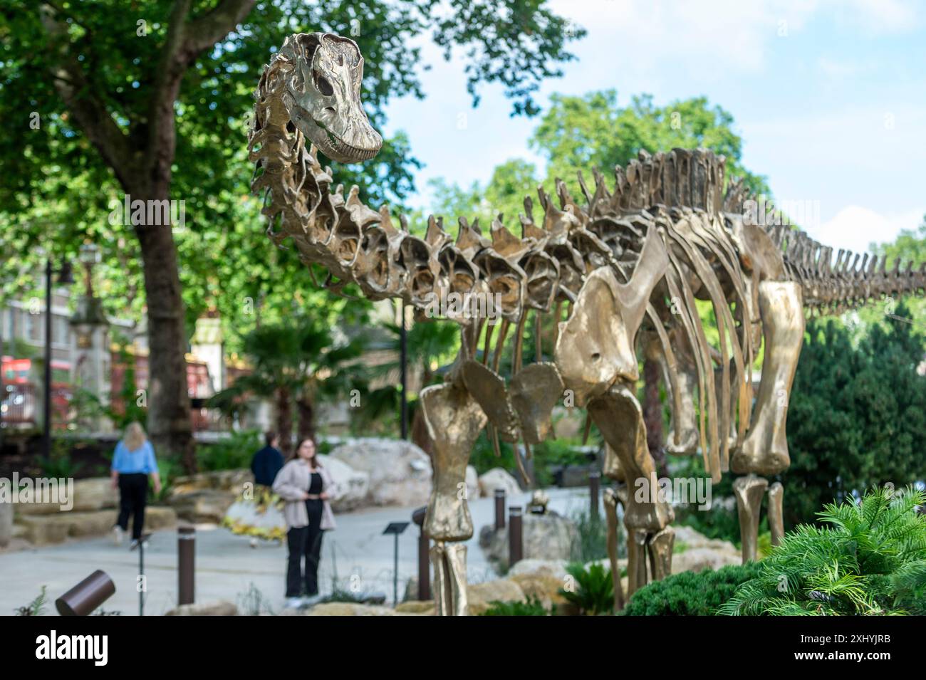 Londres, Royaume-Uni. 16 juillet 2024. 'Fern' une nouvelle fonte de bronze du très apprécié Diplodocus du Musée est dévoilée dans le jardin Jurassique, qui fait partie du jardin Evolution, en avant-première des jardins nouvellement transformés du Musée d'histoire naturelle. Dans le cadre de son Urban nature Project, le site de cinq acres est maintenant un espace vert accessible et gratuit et ouvre au public le 18 juillet. Credit : Stephen Chung / Alamy Live News Banque D'Images