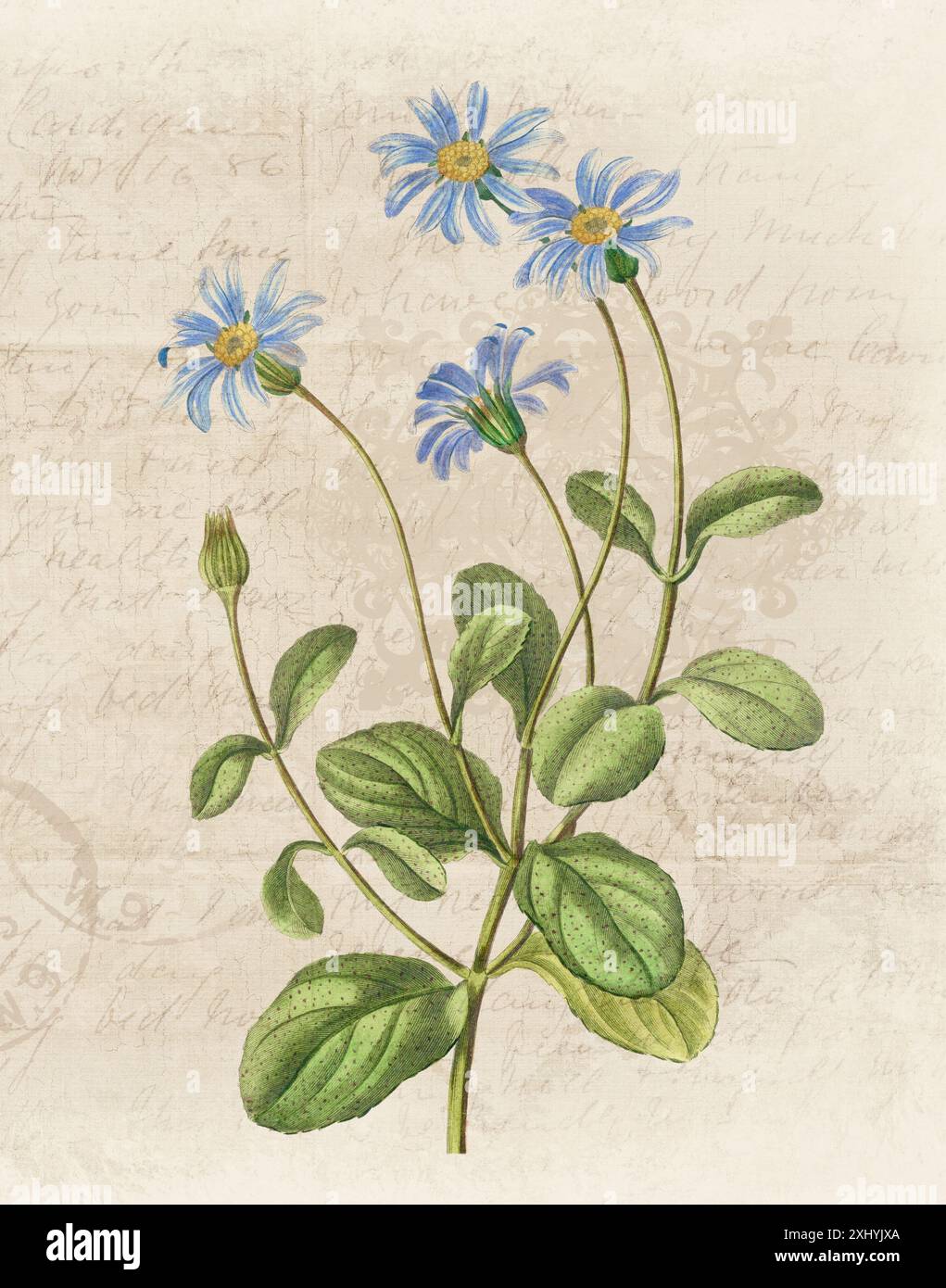 Illustration florale avec aquarelle numérique sur beige grunge, évoquant le papier manuscrit antique. Banque D'Images