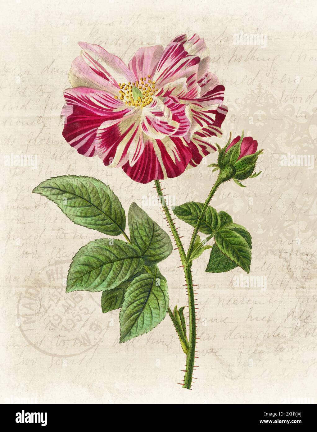 Illustration florale avec aquarelle numérique sur beige grunge, évoquant le papier manuscrit antique. Banque D'Images