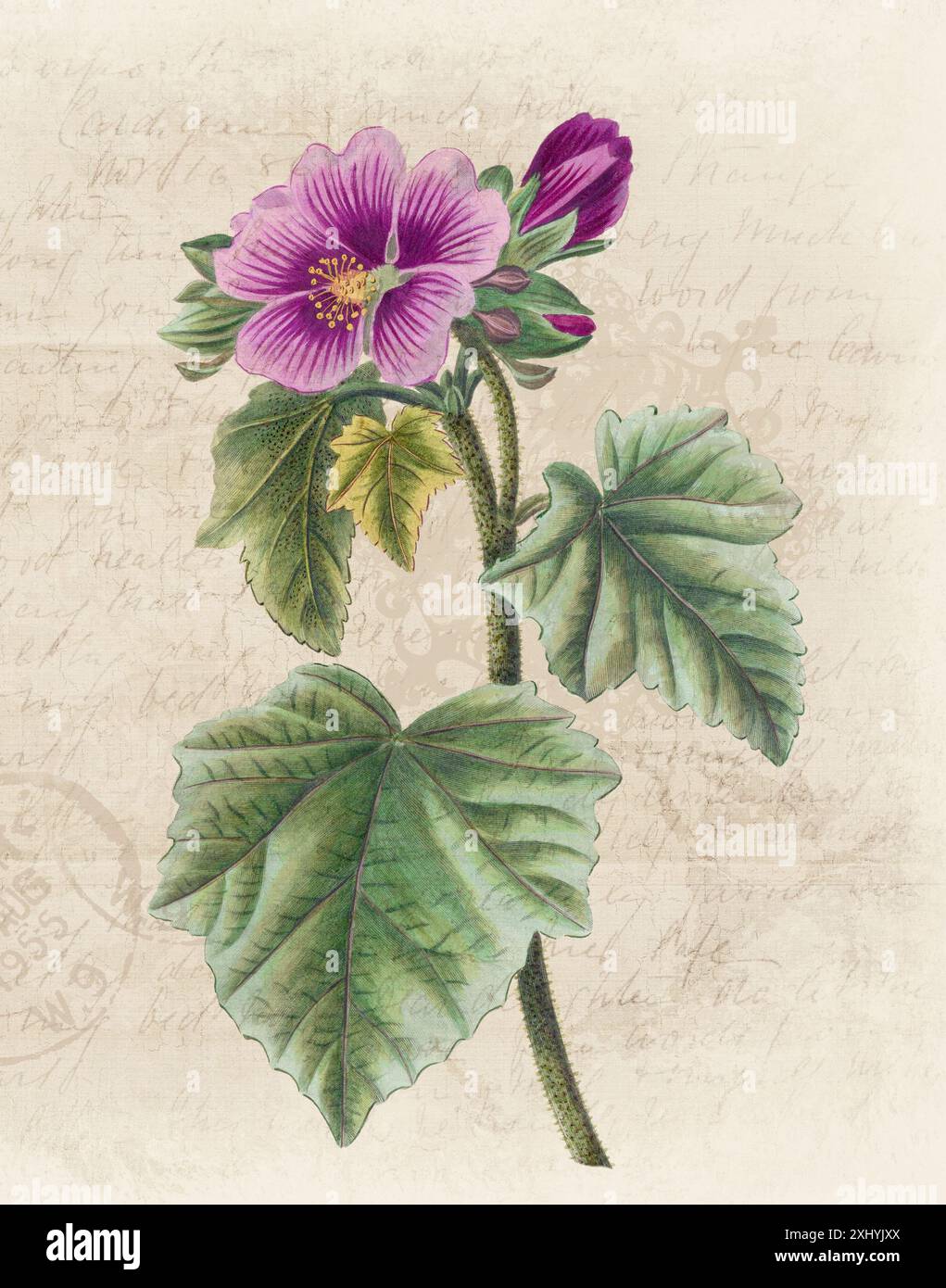 Illustration florale avec aquarelle numérique sur beige grunge, évoquant le papier manuscrit antique. Banque D'Images