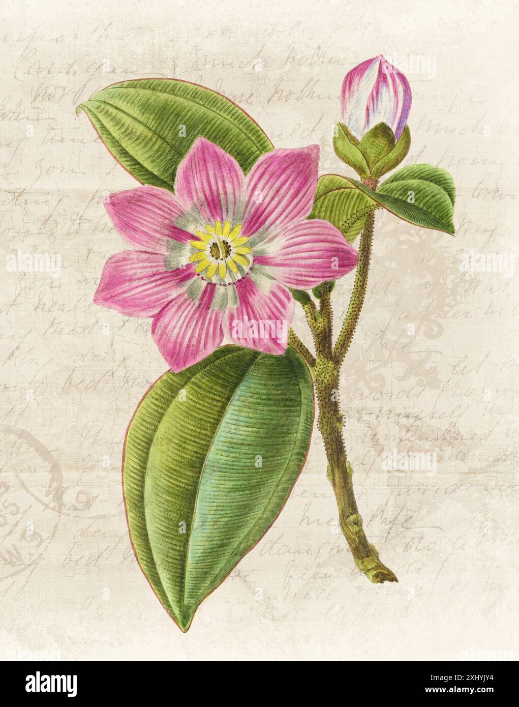 Illustration florale avec aquarelle numérique sur beige grunge, évoquant le papier manuscrit antique. Banque D'Images