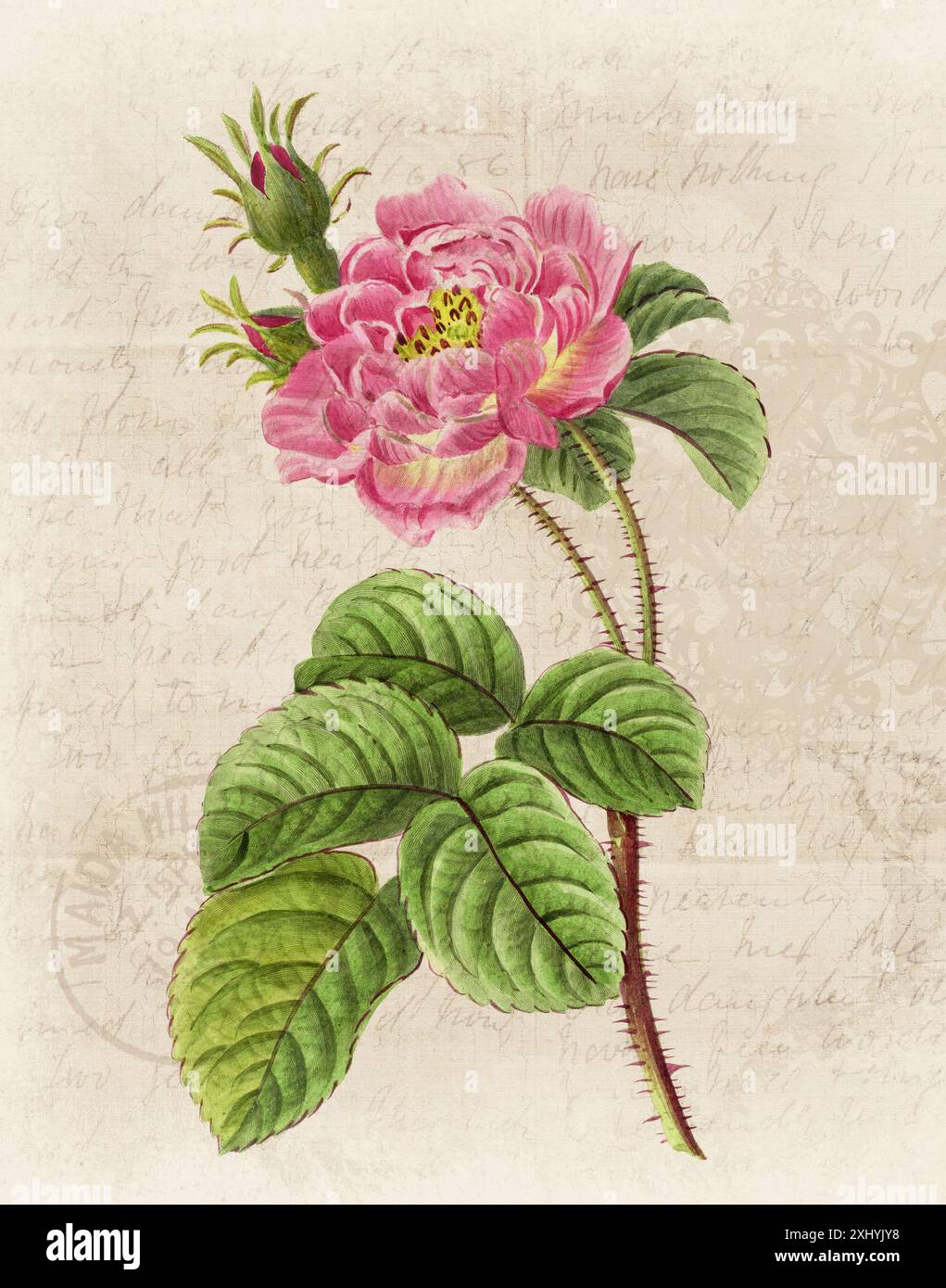 Illustration florale avec aquarelle numérique sur beige grunge, évoquant le papier manuscrit antique. Banque D'Images