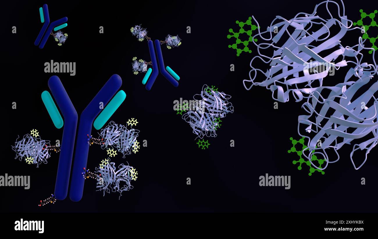 Rendu 3D D'un anticorps biotinylé LIE aux MOLECULES BODIPY ou vert vif. Banque D'Images