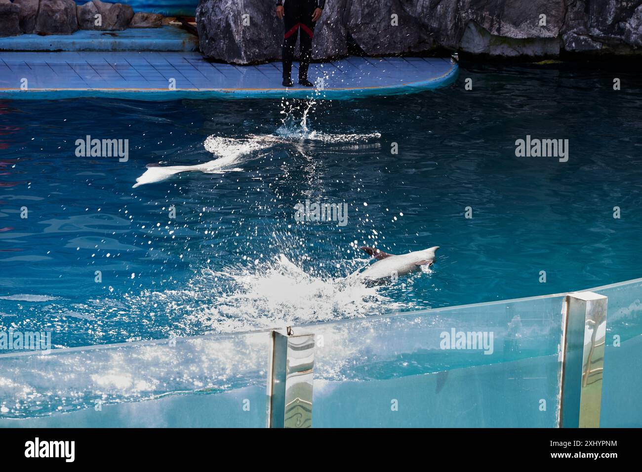 Dauphin nageant dans la piscine Banque D'Images