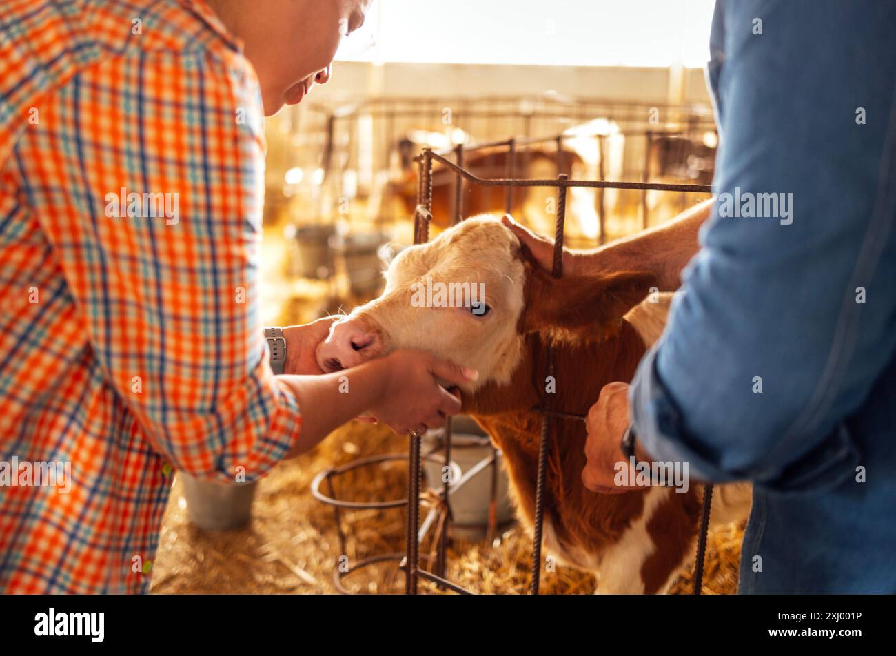 Gros plan du museau du mollet, des mains féminines et masculines. Un homme et une femme caressent un joli petit animal dans une cabane. Les agriculteurs prennent soin des animaux de compagnie dans la grange Banque D'Images