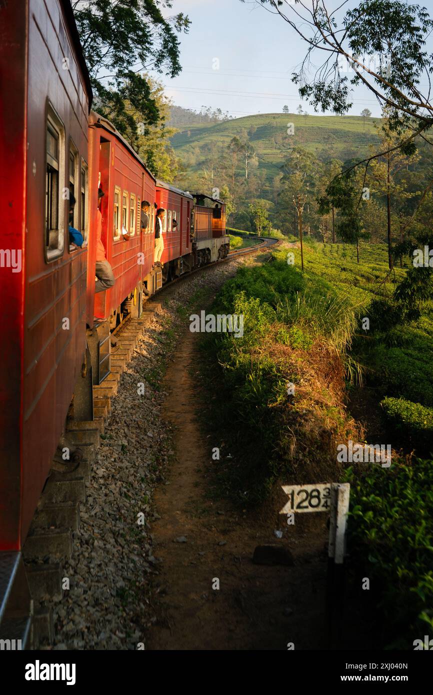 Le train sri-lankais voyage à travers des plantations de thé vert luxuriant avec des arbres lors d'un voyage pittoresque dans la campagne au coucher du soleil. Banque D'Images