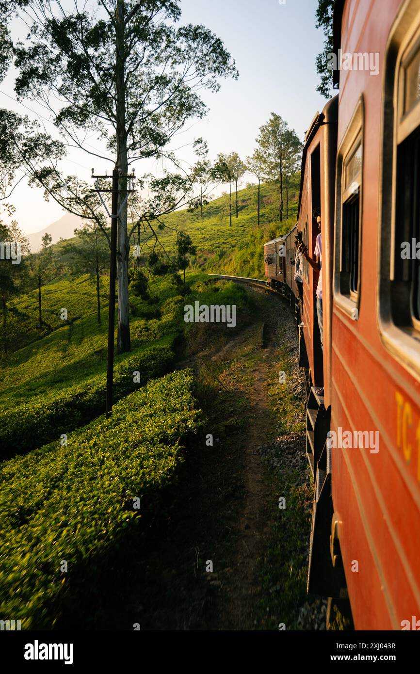 Le train sri-lankais voyage à travers des plantations de thé vert luxuriant avec des arbres lors d'un voyage pittoresque dans la campagne au coucher du soleil. Banque D'Images