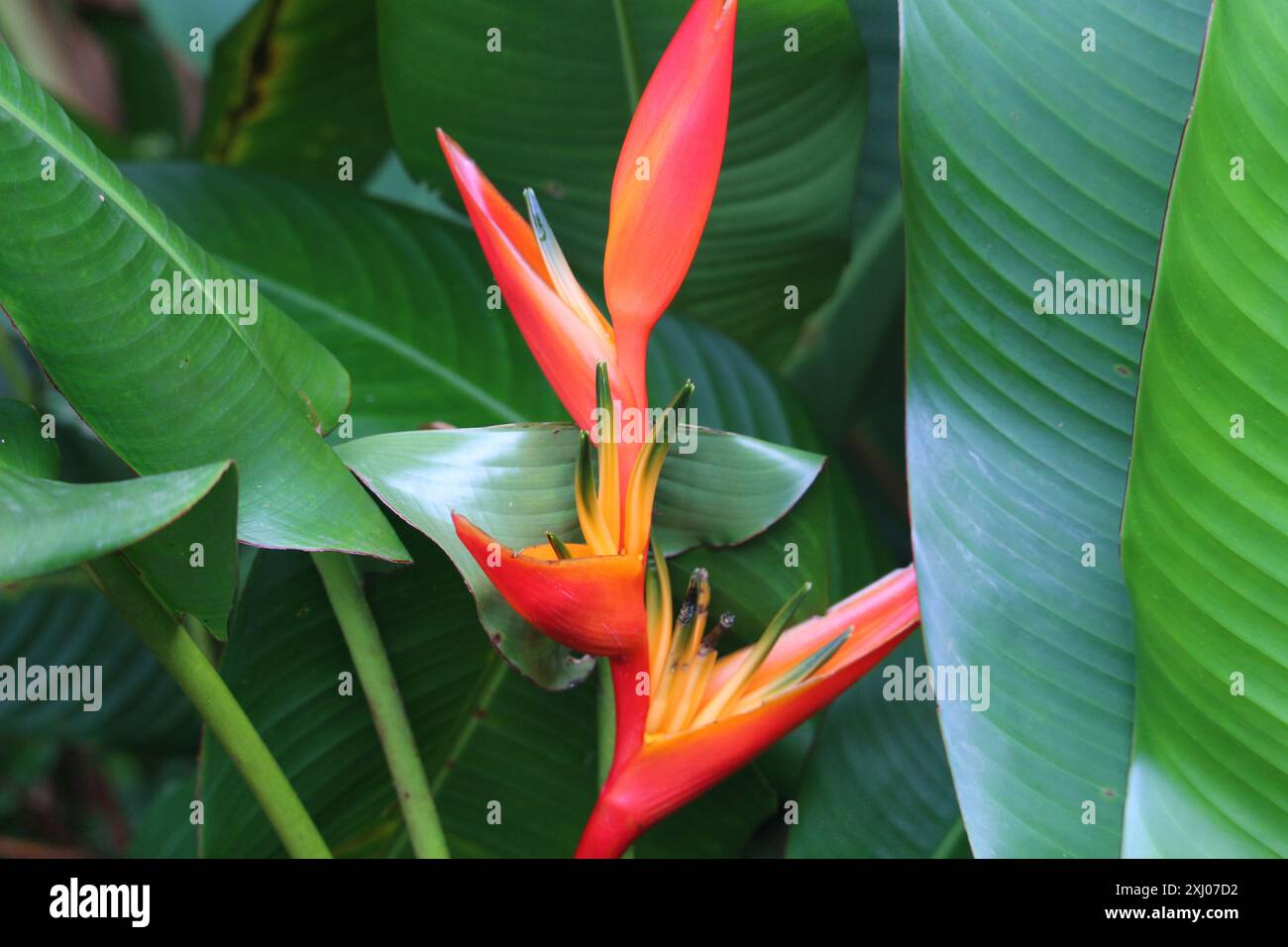 Fausse fleur d'oiseau de paradis cachée dans la forêt tropicale de Guadeloupe, France Banque D'Images Fausse fleur d'oiseau de paradis cachée dans la forêt tropicale de Guadeloupe, France Banque D'Images