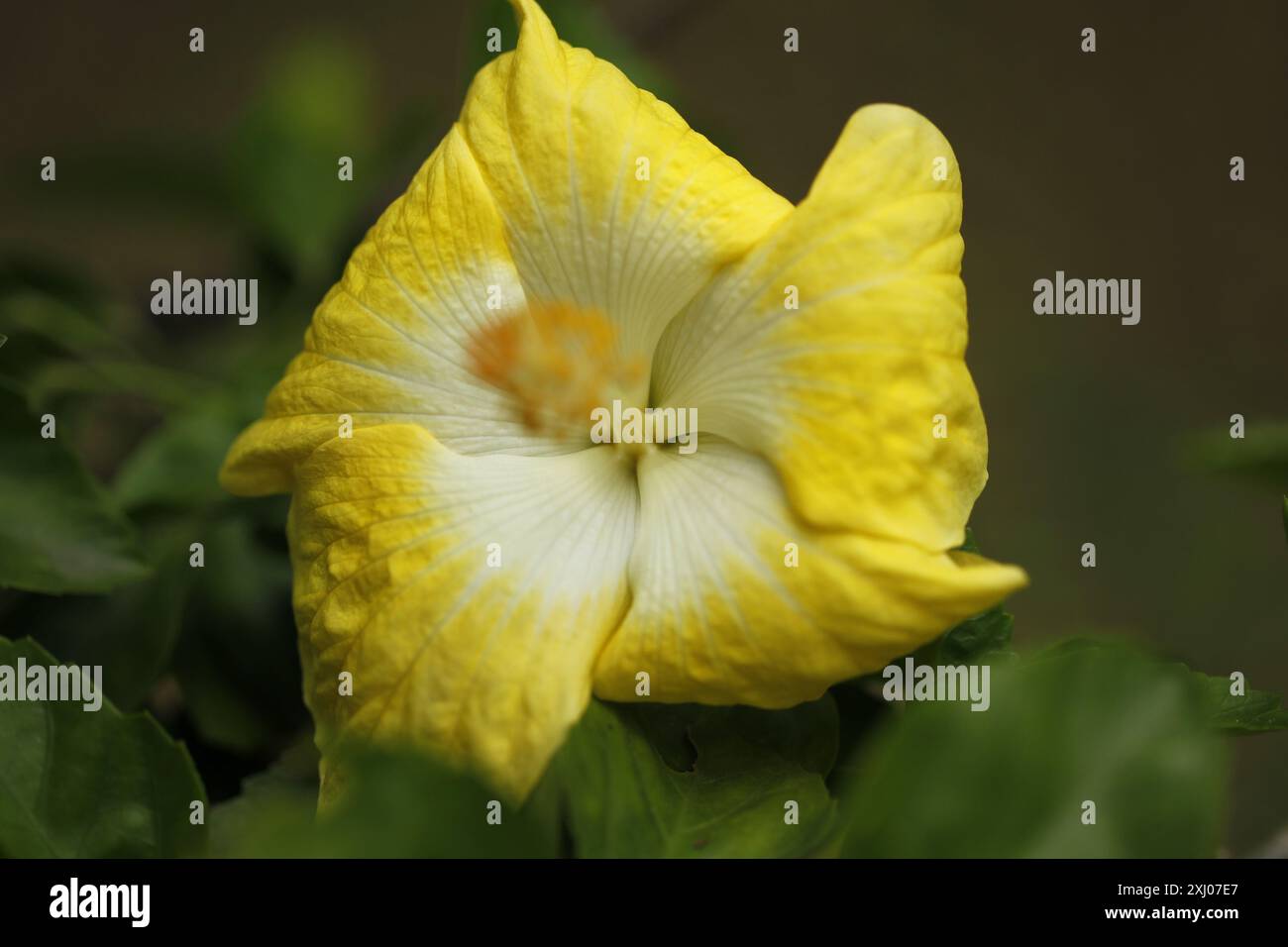Rosa chinensis, communément appelée rose de Chine, rose de Chine ou rose du Bengale, est un membre du genre Rosa originaire du sud-ouest de la Chine à Guizhou, Hu Banque D'Images