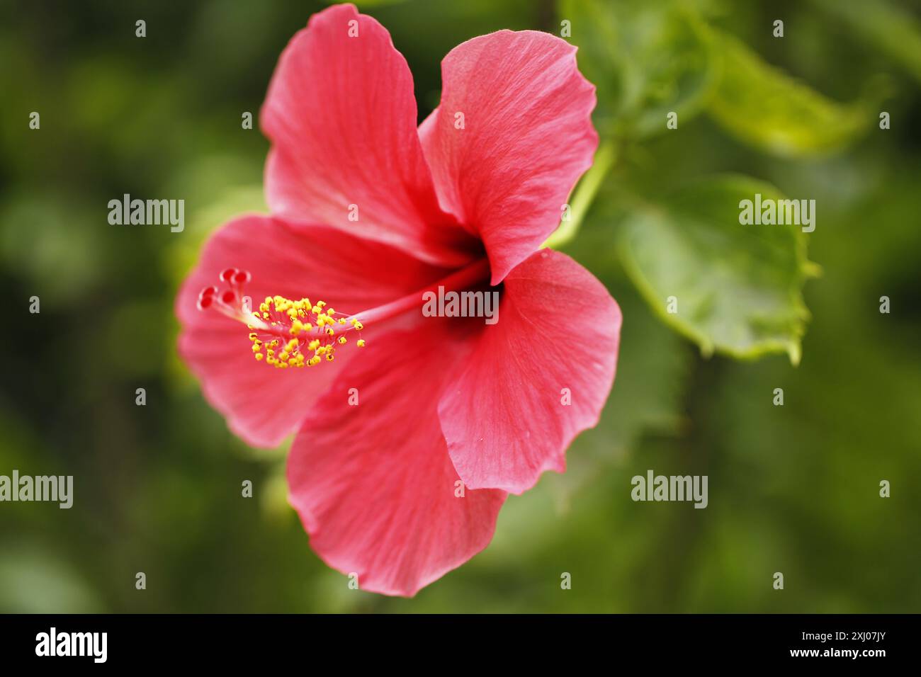 Rosa chinensis, communément appelée rose de Chine, rose de Chine ou rose du Bengale, est un membre du genre Rosa originaire du sud-ouest de la Chine à Guizhou, Hu Banque D'Images