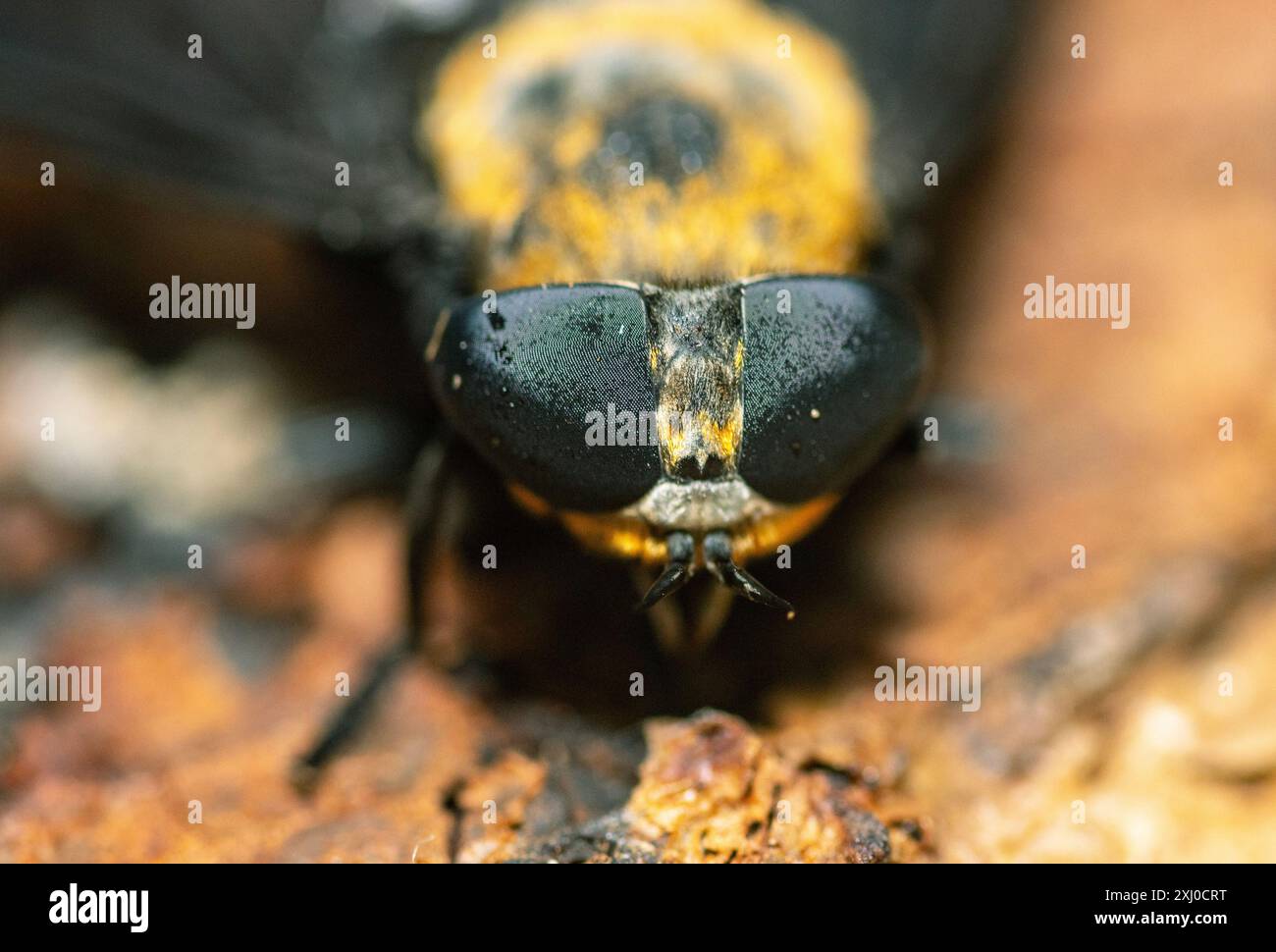 Gros plan de l'œil composé d'un Hippo Fly, le plus grand de la famille des Horsefly d'Afrique. Les yeux à lentilles multiples offrent une vision panoramique Banque D'Images