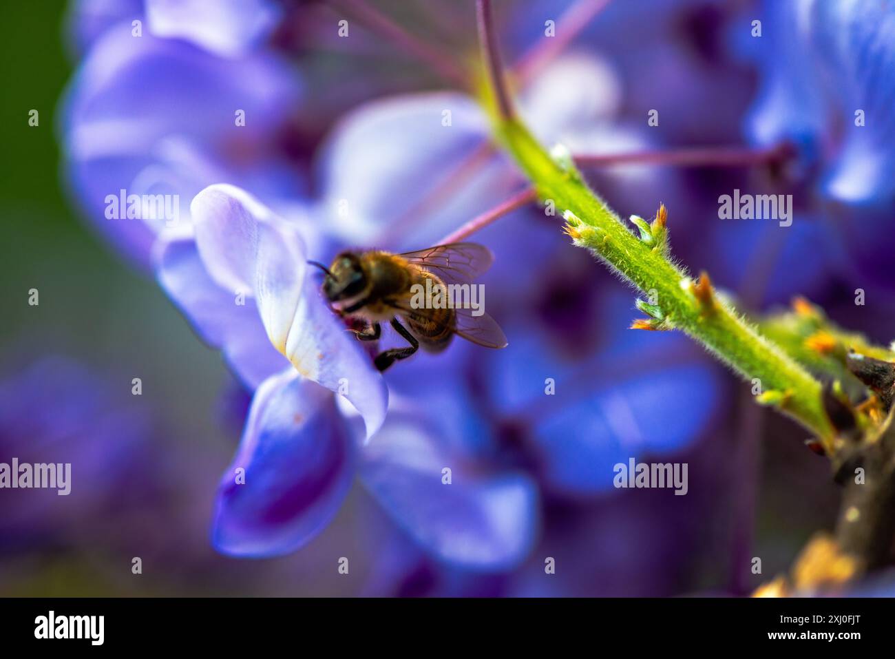Photo macro capturant une abeille à l'intérieur des fleurs vibrantes de Wisteria sinensis, montrant de près le processus de pollinisation de la nature. Banque D'Images