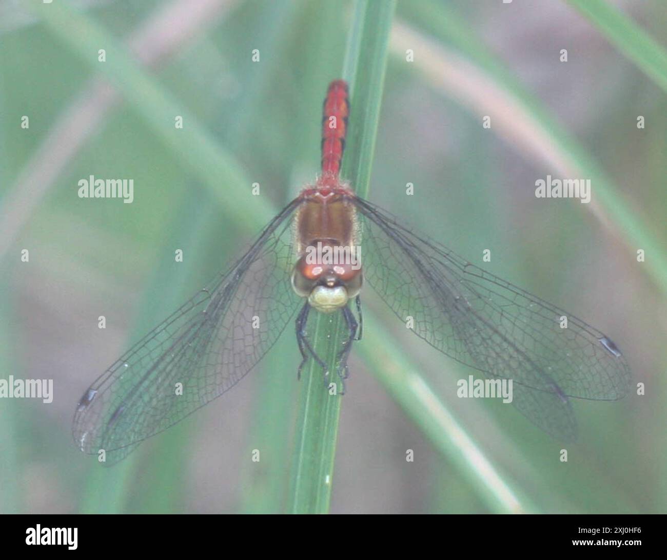 Meadowhawk (Sympetrum obtrusum) Insecta à face blanche Banque D'Images