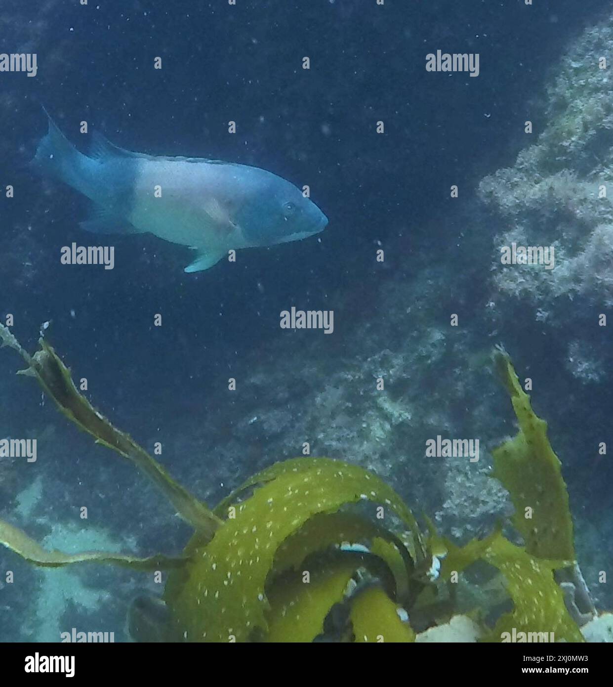 California Sheephead (Bodianus pulcher) Actinopterygii Banque D'Images