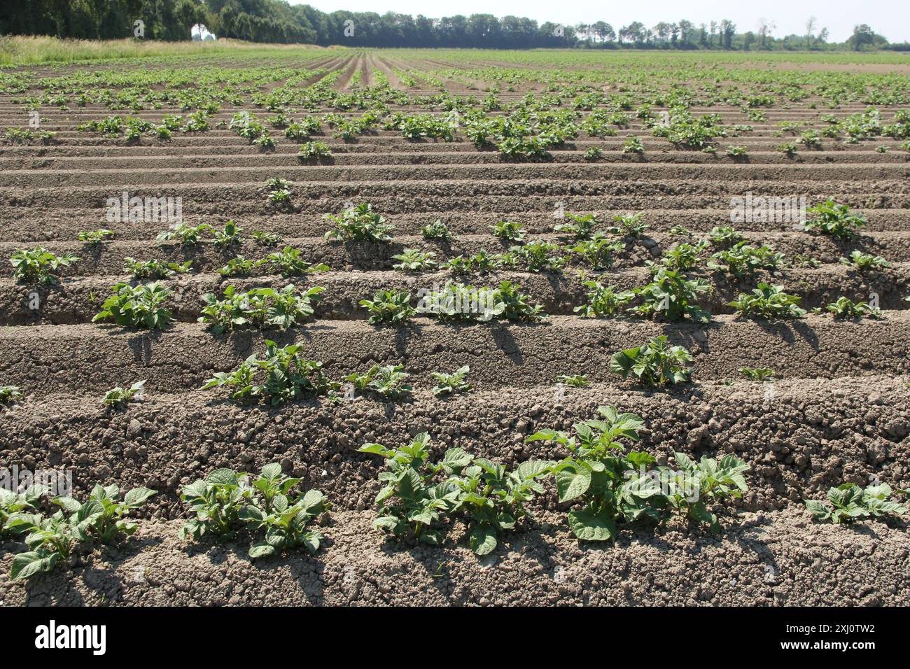 un champ avec des plants de pommes de terre en croissance dans des lits dans le sol argileux dans la campagne néerlandaise en gros plan Banque D'Images