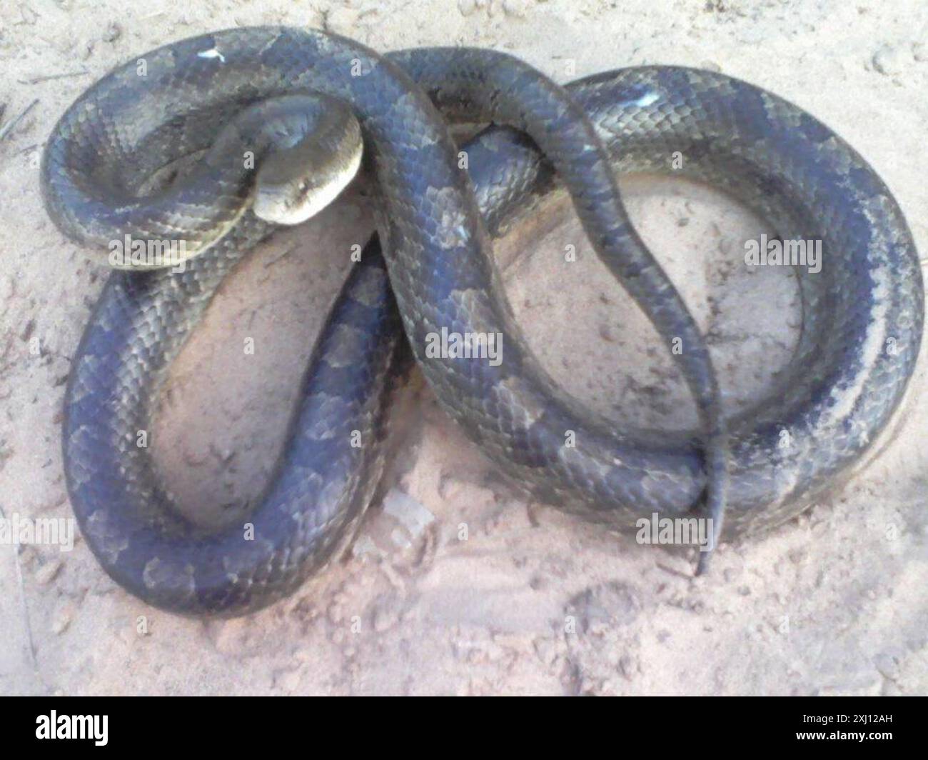 Serpent royal des Prairies (Lampropeltis calligaster) Reptilia Banque D'Images
