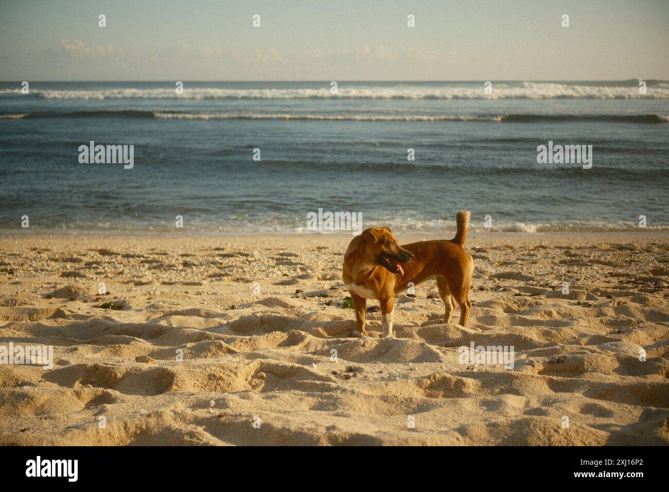 Un chien local est sur le rivage d'une plage tropicale avec du sable blanc et une mer bleue Banque D'Images