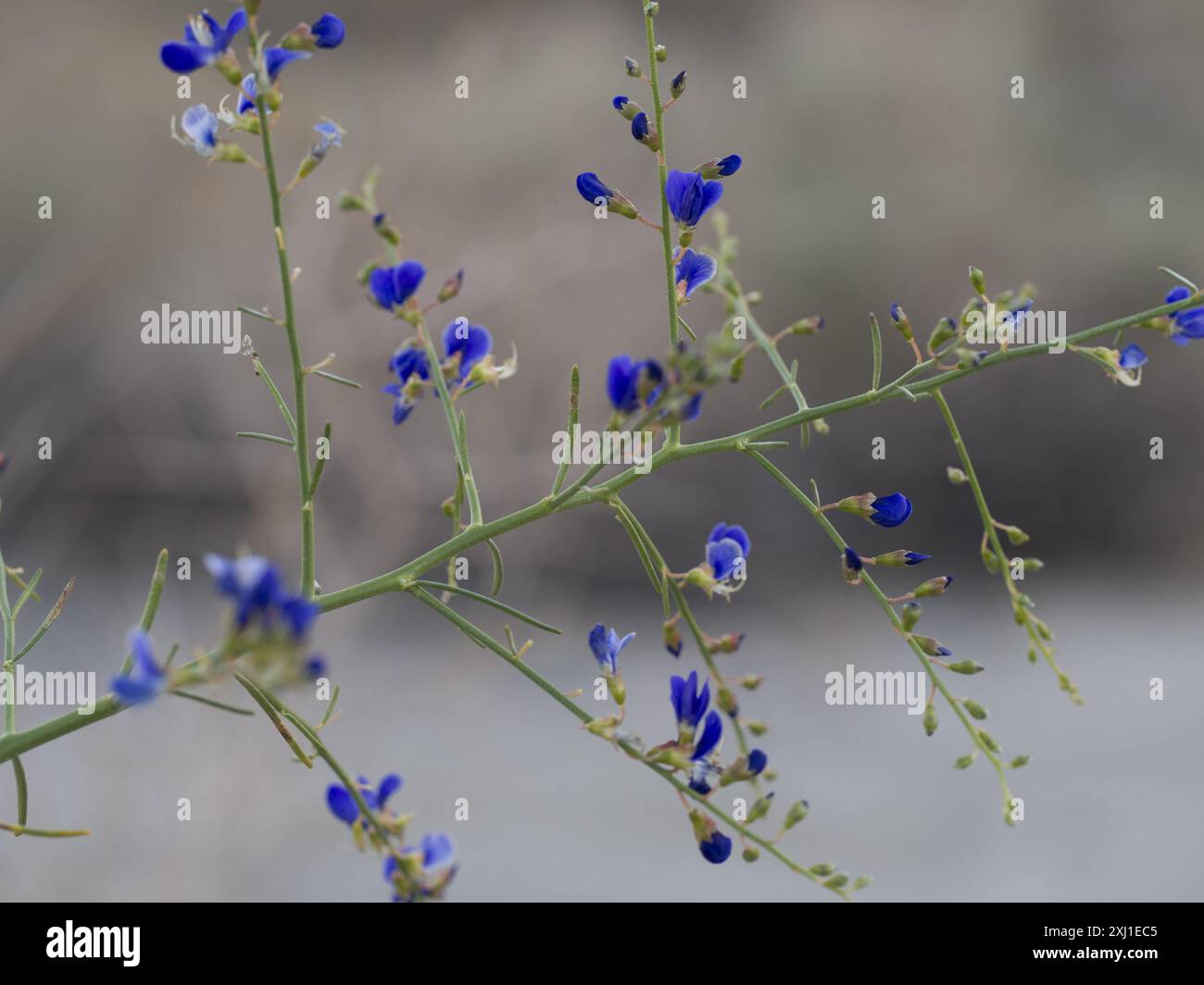 Indigobush (Psorothamnus schottii) Plantae de Schott Banque D'Images