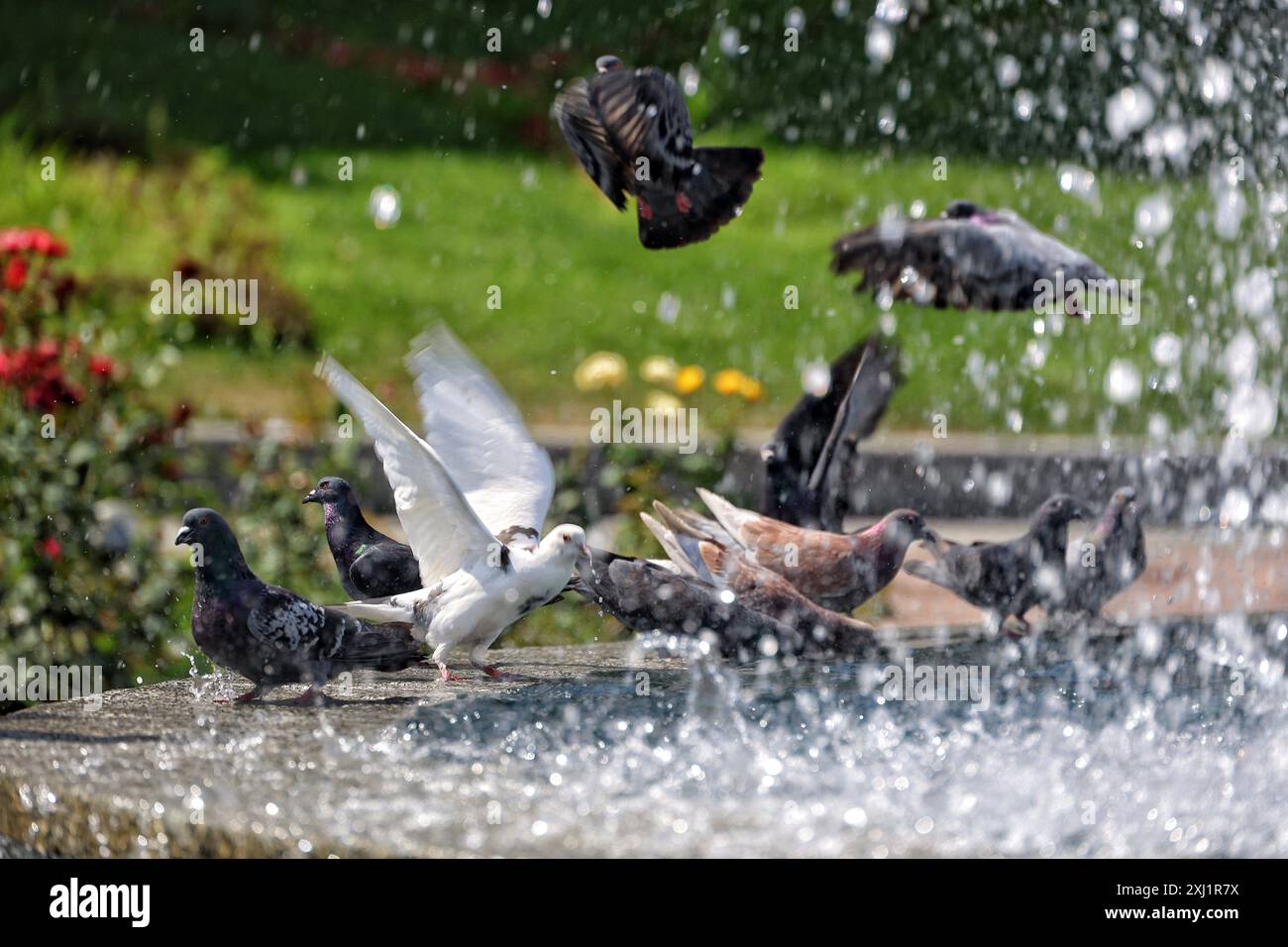 ODESSA, UKRAINE - 13 JUILLET 2024 - les pigeons séjournent près d'une fontaine par une chaude journée d'été à Odessa, dans le sud de l'Ukraine. Banque D'Images