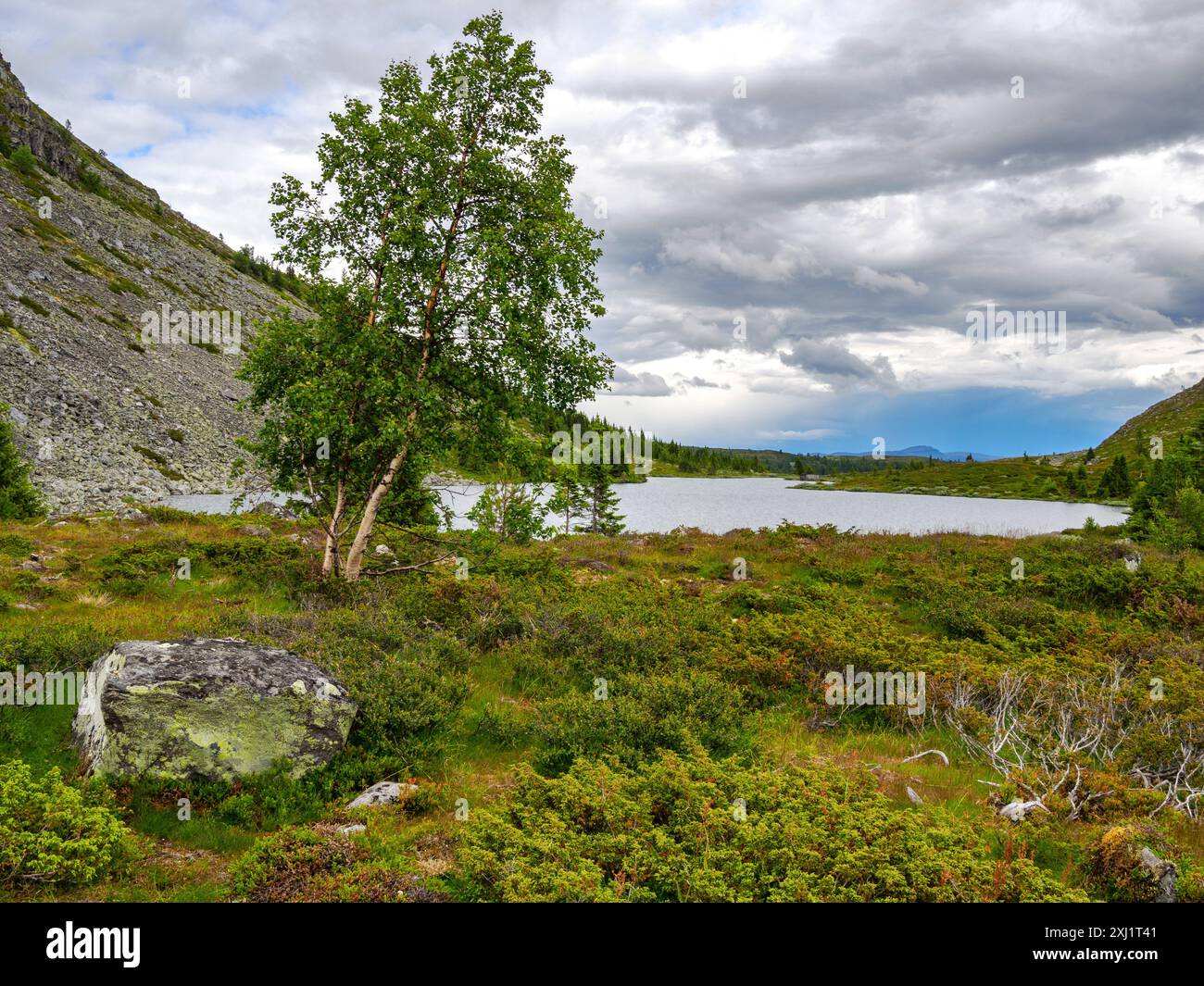 Petit lac avec bouleau près de Rundemellen dans le centre de la Norvège Banque D'Images