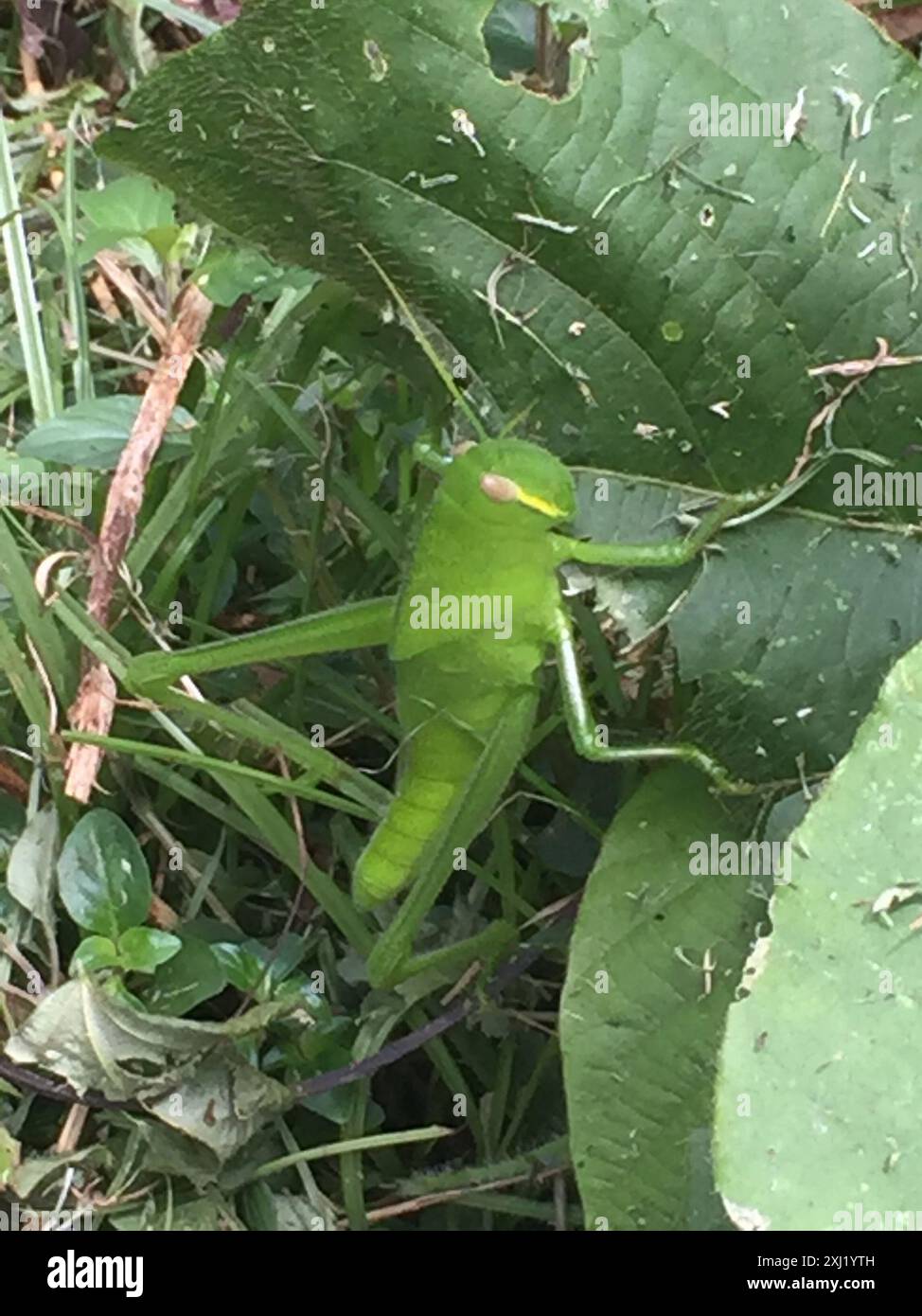 Grande insecte de sauterelle verte (Chondracris rosea) Banque D'Images